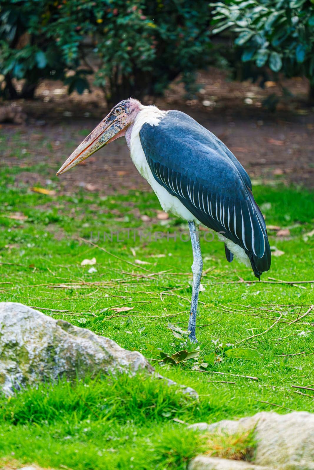 Close-Up Shot of Majestic Marabou Stork in its Natural Habitat by PhotoTime
