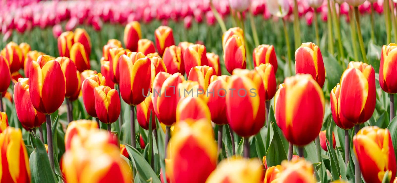 Orange tulips spring blossoming, bokeh flower background, pastel and soft floral card, selective focus by Matiunina