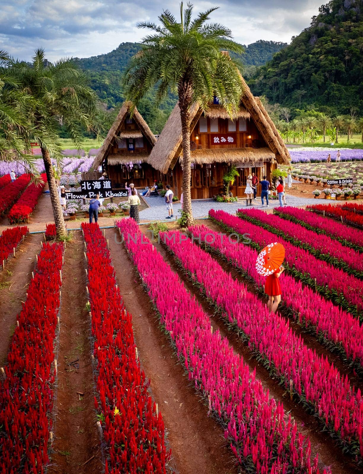 Flower garden, Hokkaido park in Khao Yai, Thailand, south east asia