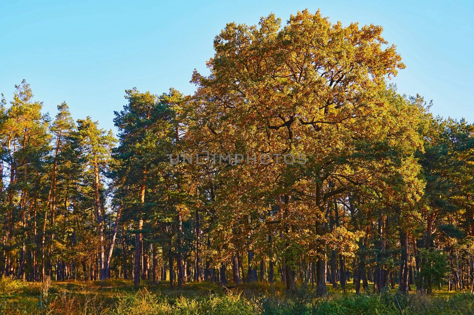 Handsome oak trees in colorful fresh foliage on sunny warm day in early autumn by jovani68