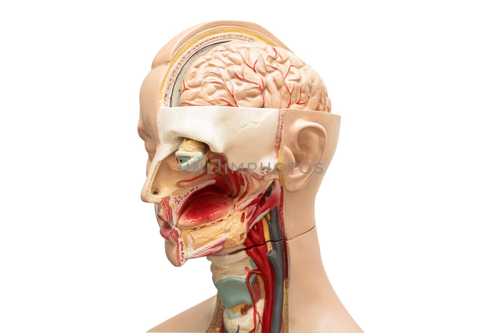 Human brain model of head anatomy for medical training course, teaching medicine education. by pamai