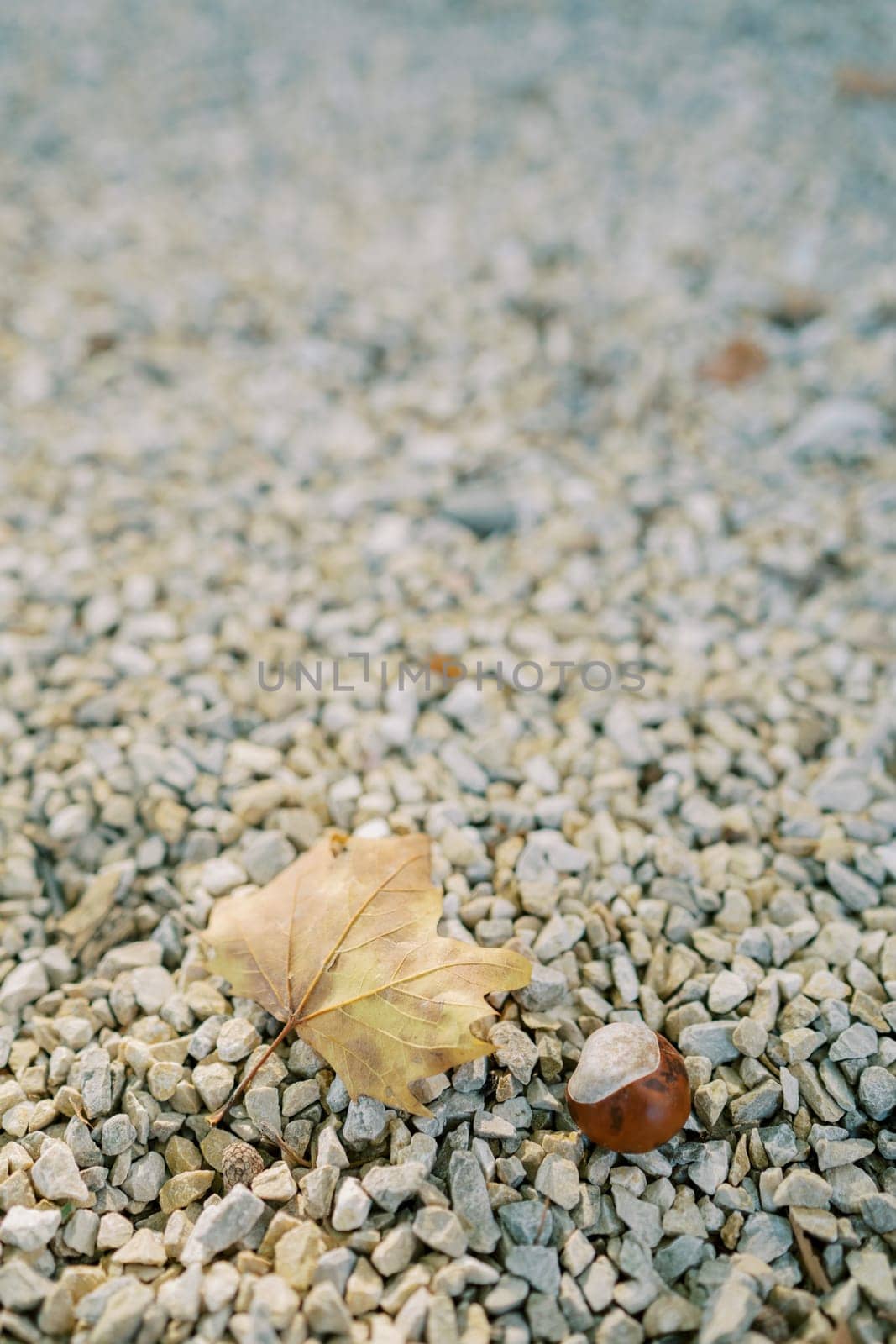 Yellow maple leaf lies on a gravel path next to a chestnut. Close-up. High quality photo