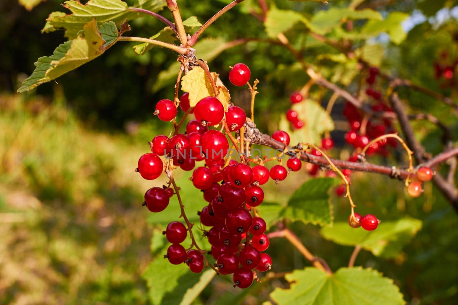 Photo of a red currant berry on a bush. Summer. Harvesting. Vitamins.