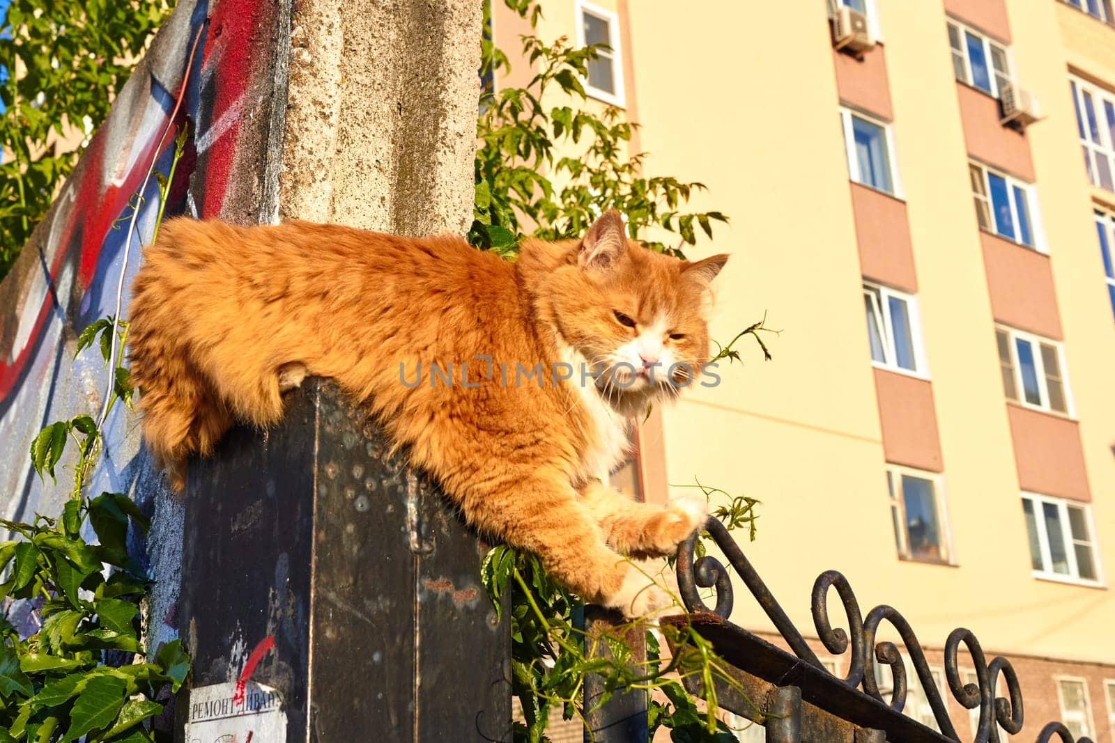 Photo a red haired cat sits on a fence and looks away. Summer. Day. by electrovenik