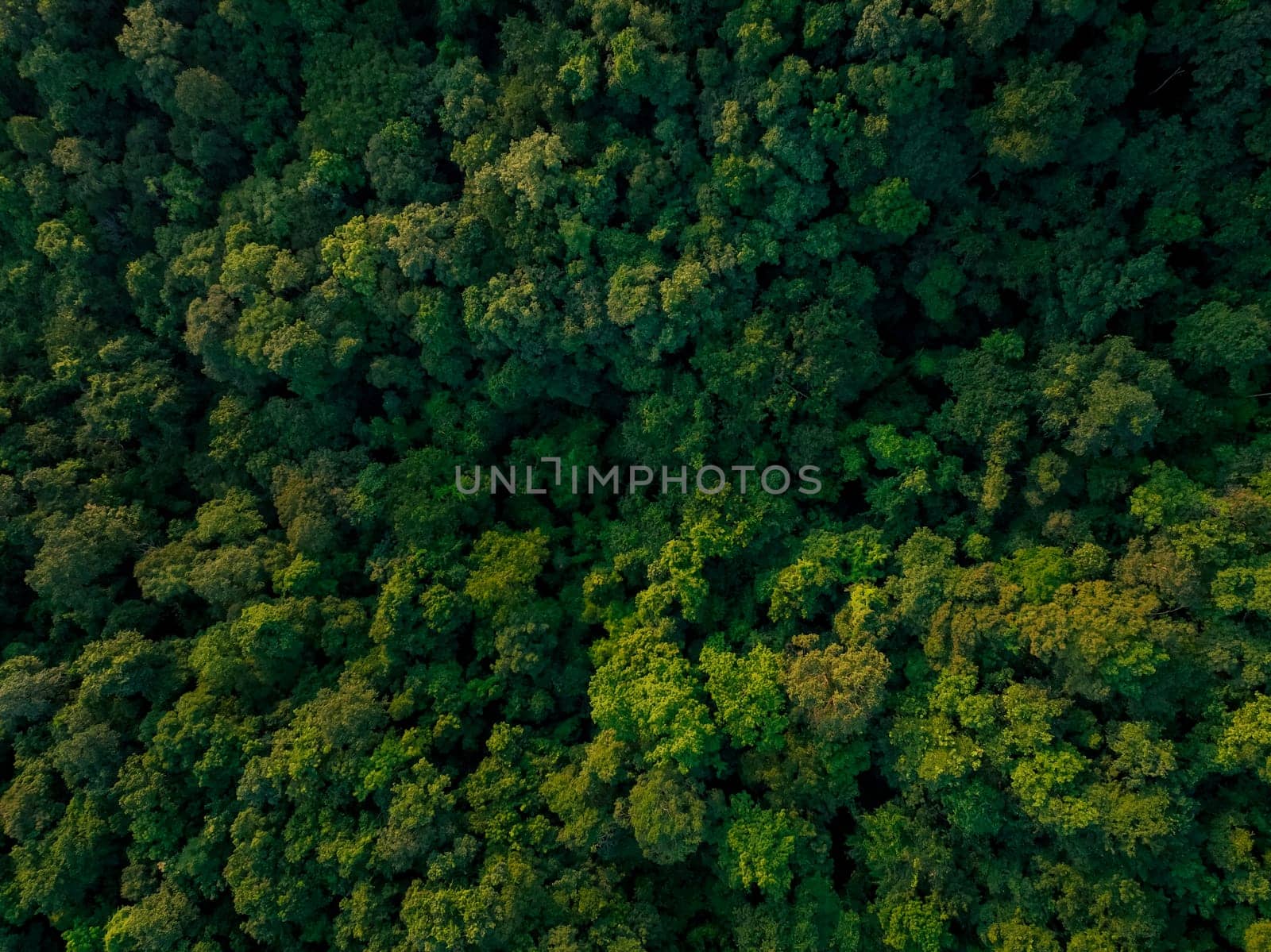 Aerial top view of green trees in forest. Drone view of dense green tree captures CO2. Green tree nature background for carbon neutrality and net zero emissions concept. Sustainable green environment.