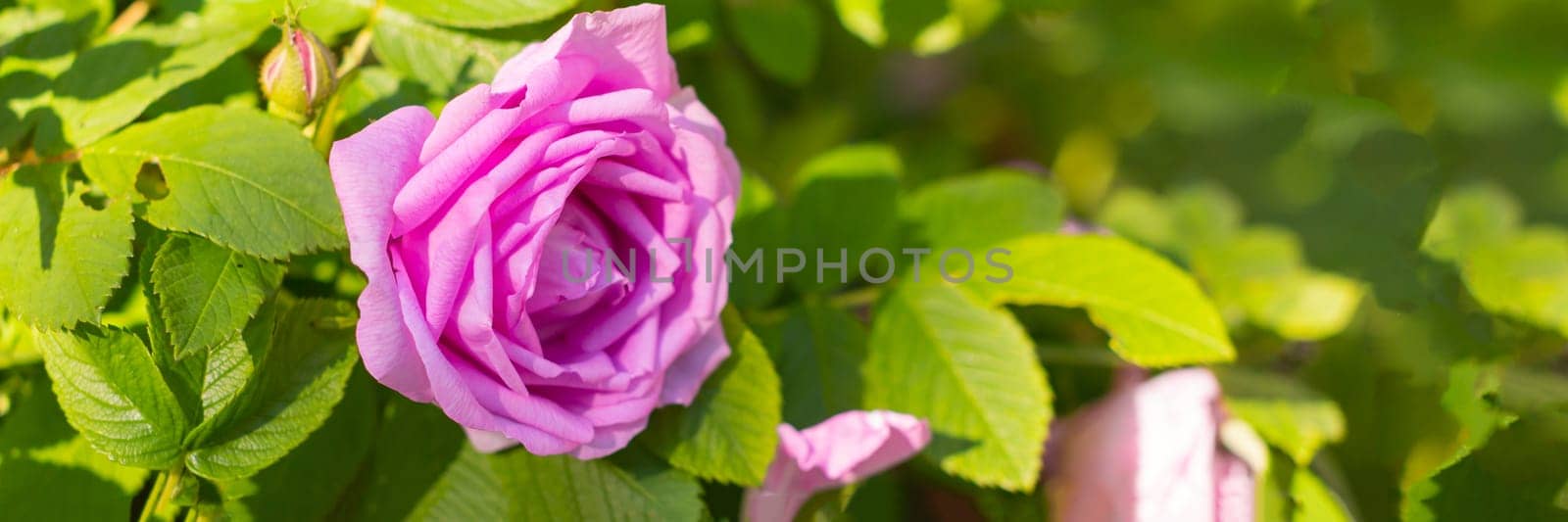 Pink roses in the garden blooming. gentle pink rose on green leaves background. Greeting card.