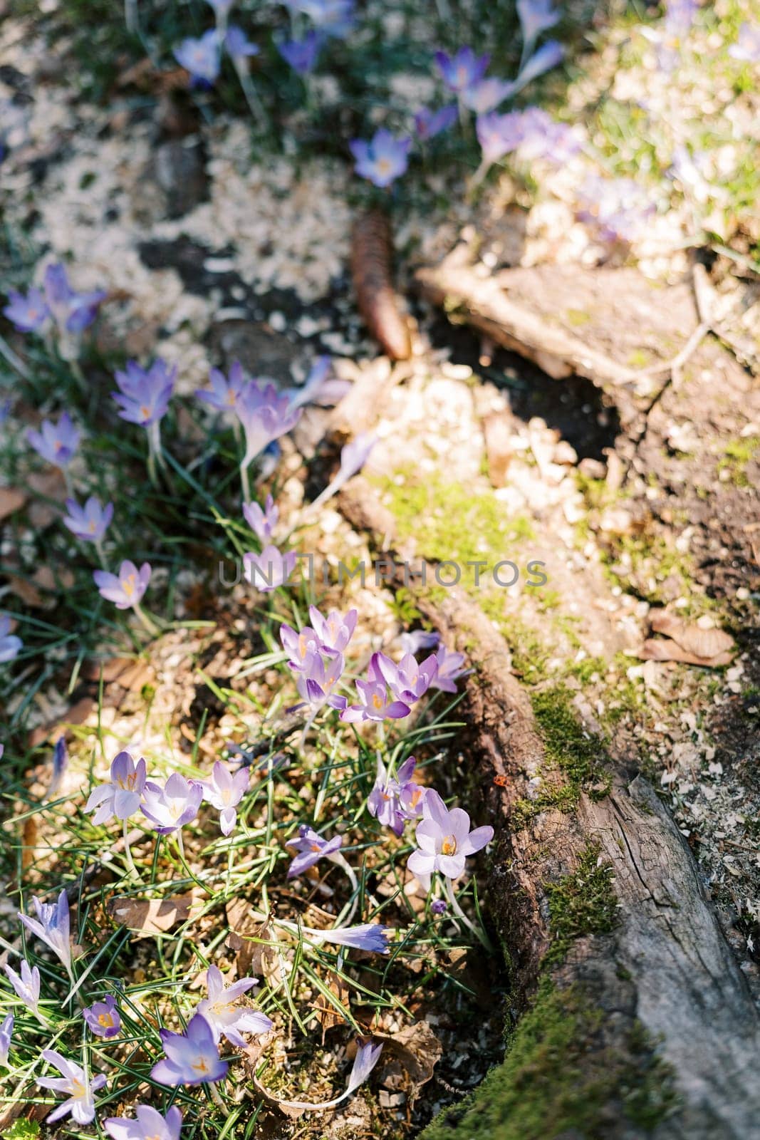 Purple crocuses in the sun grow on moss-covered tree roots. High quality photo