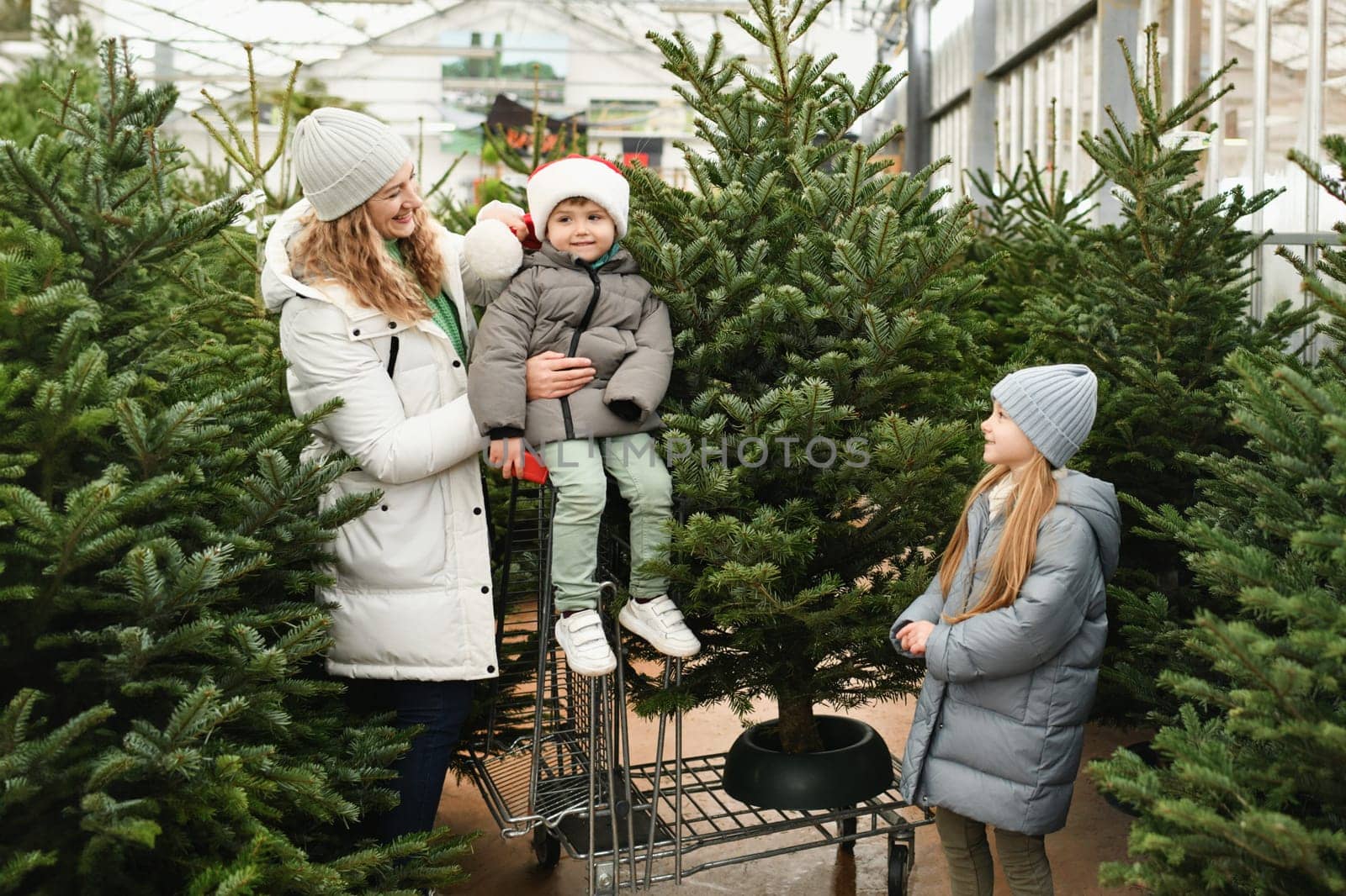 Mother and kids buy a Christmas tree at a market. by Godi