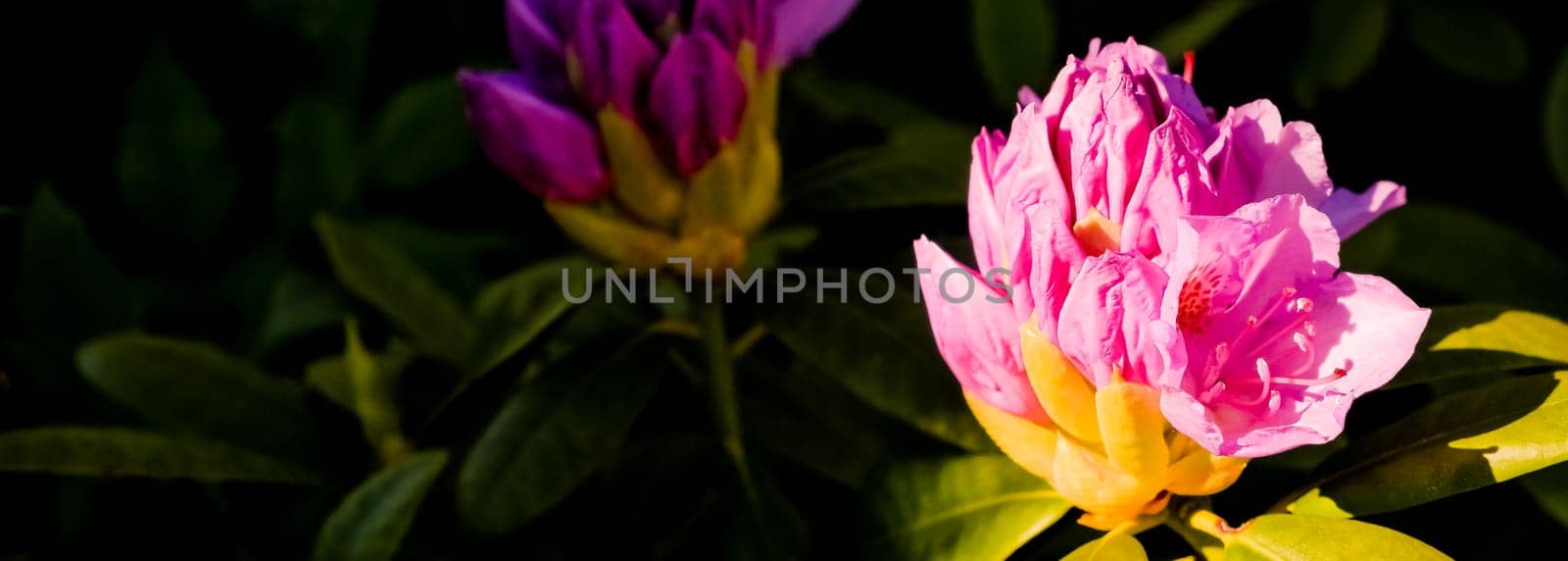 Blooming rhododendrons flowers. Summer time. Botanical garden.Pink coral Japanese rhododendron, lush flowering in the nursery of rhododendrons. by YuliaYaspe1979