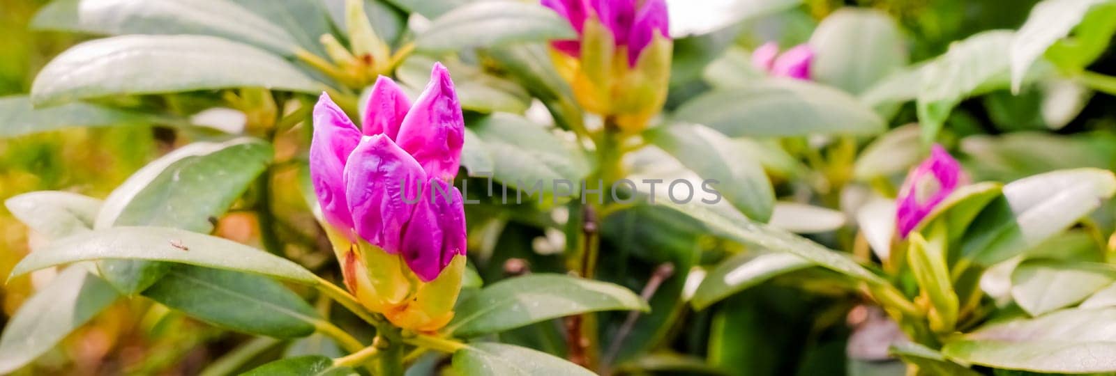 Pink coral Japanese rhododendron, lush flowering in the nursery of rhododendrons.