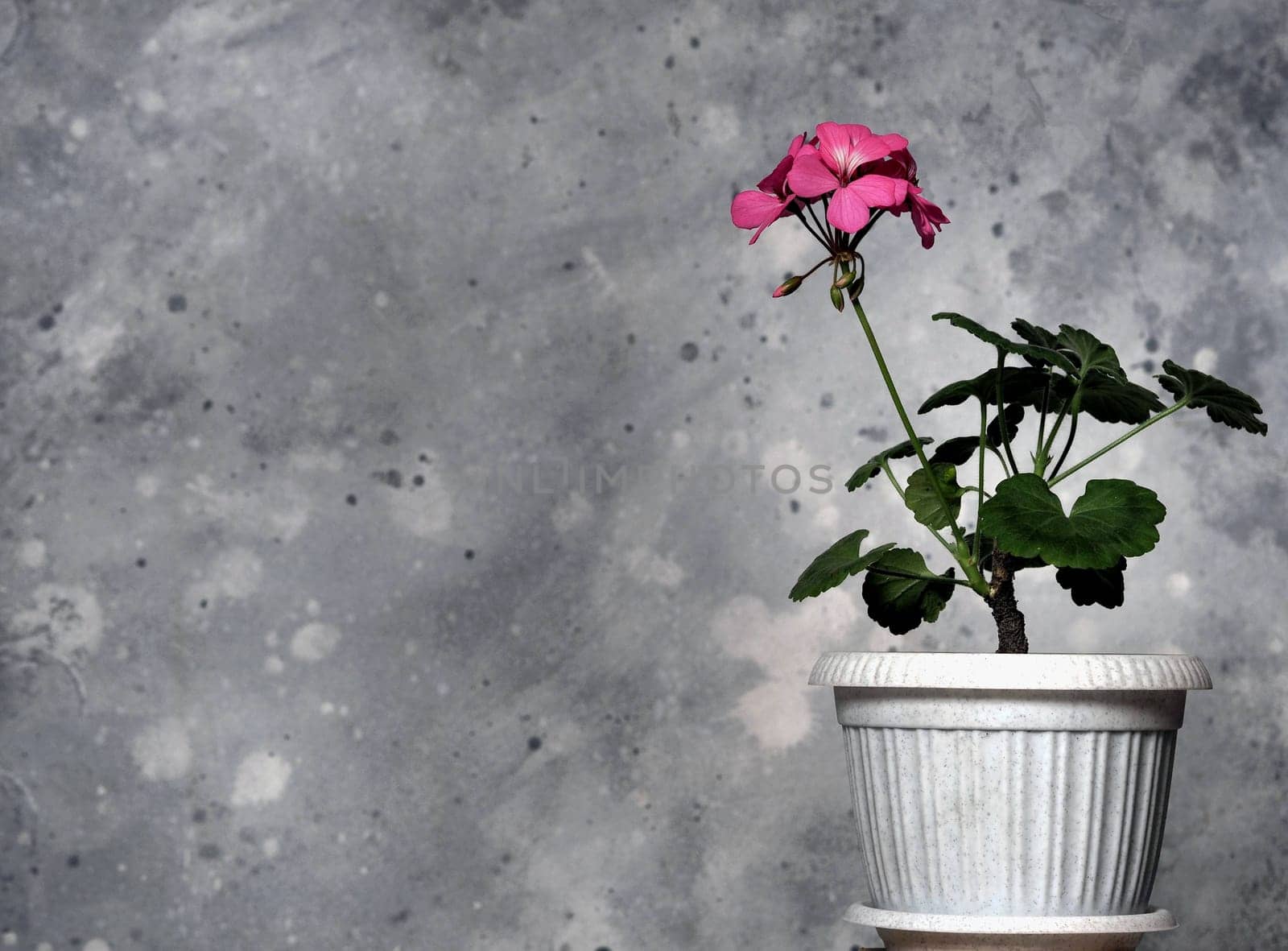 A small home plant of geranium or pelargonium with a pink flower in a flower pot on a gray background. Herbal or medicinal theme.