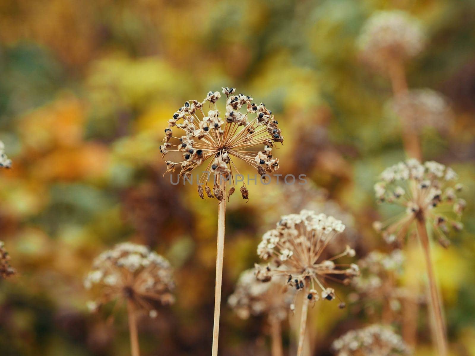 Dried up by autumn arrows of perennial green onions with heads of ripened seeds in the autumn bed in the rural kitchen garden. Selective focus. by TatianaPink