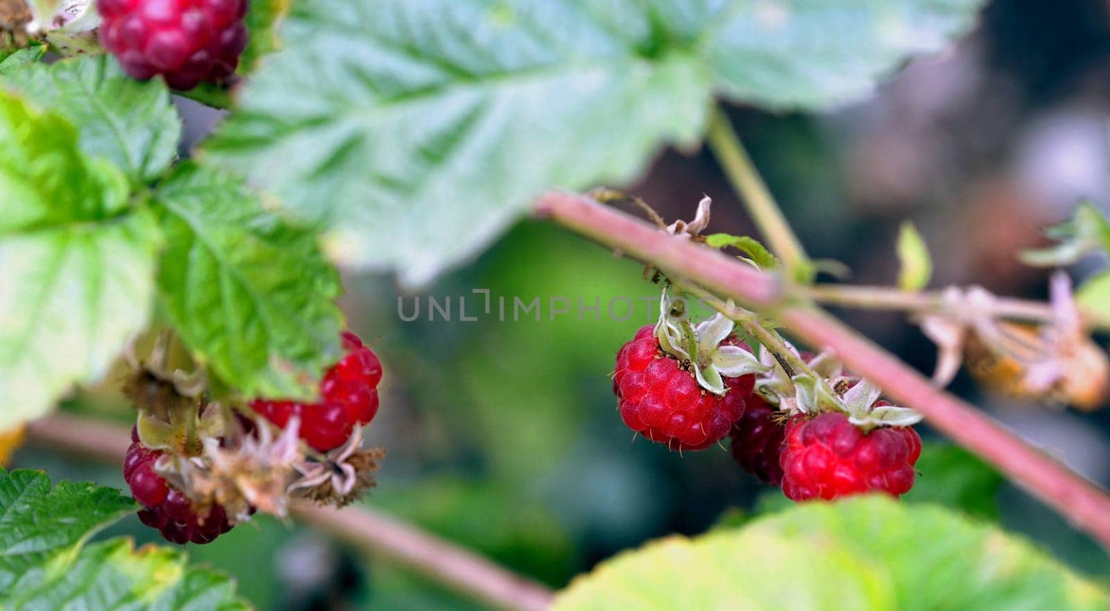 Landscape with a sprig of garden raspberries. Autumn berries. Vitamins for health.