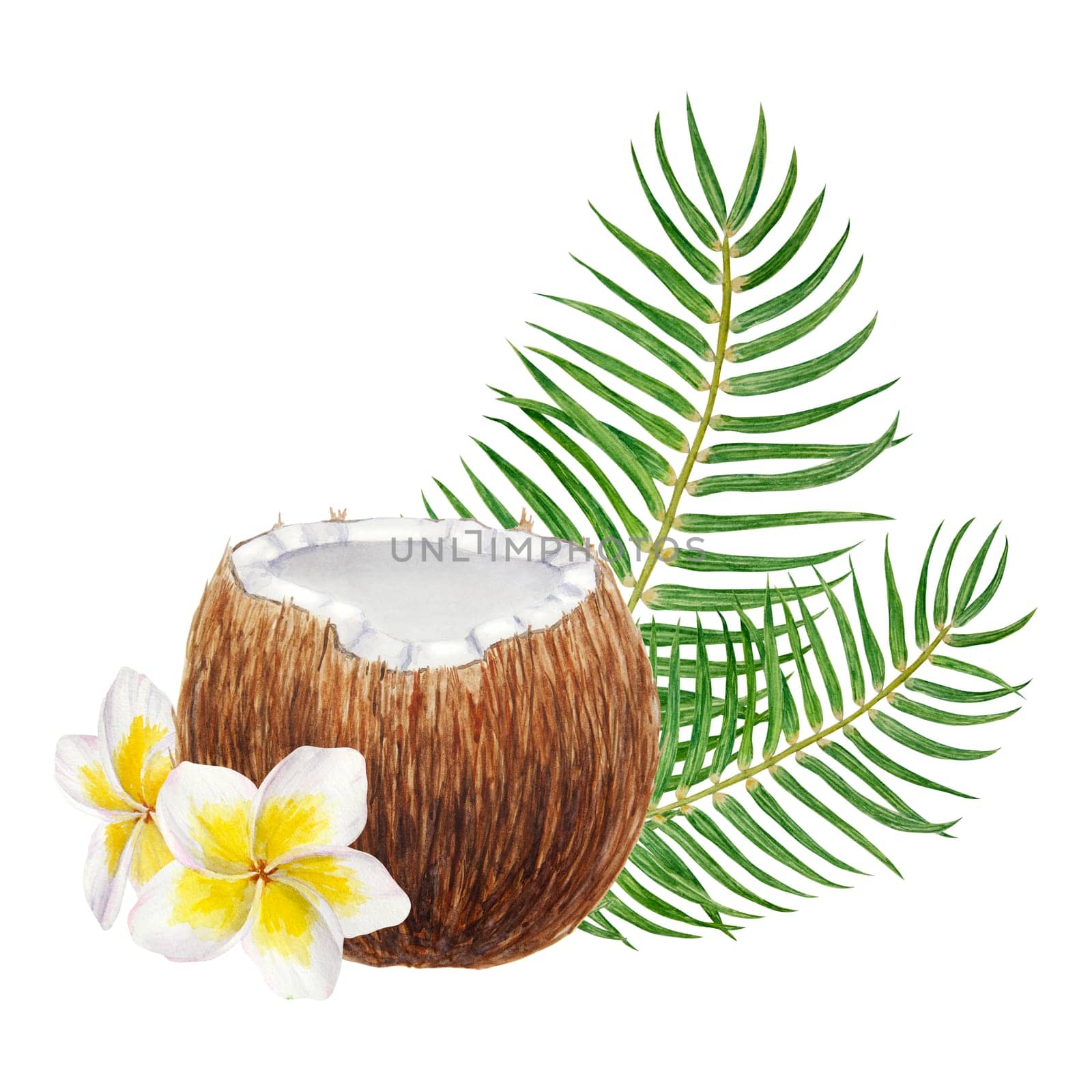 White frangipani, green palm leaves and half a broken coconut illustration. Watercolor hand drawn clip art of exotic fruit. Tropical painting for wedding invitations, spa, beauty prints, travel guides