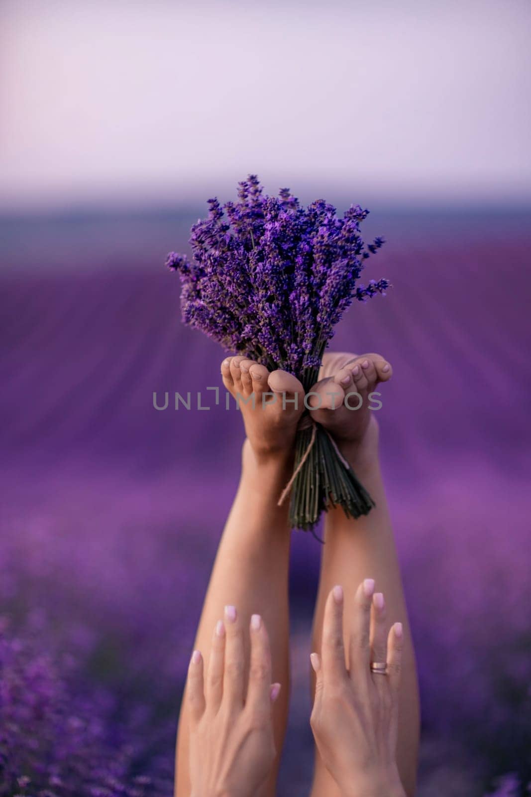 Lavender field woman's legs emerging from the bushes, holding a bouquet of fragrant lavender. Purple lavender bushes in bloom, aromatherapy