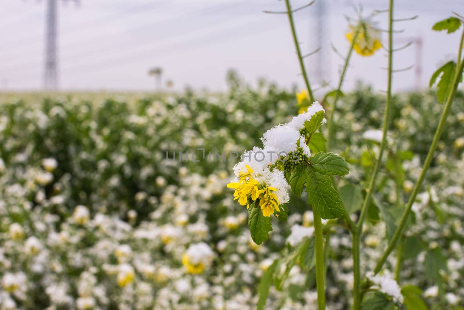 Frost-Kissed Gold: A Picturesque Snow-Blanketed Rapeseed Field in the Tranquil Countryside.