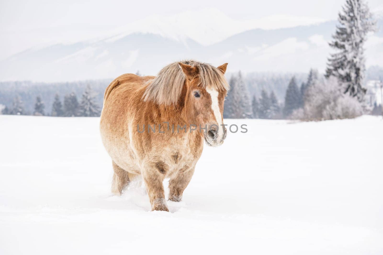 Light brown haflinger horse wading through snow covered field, trees and mountains in background by Ivanko