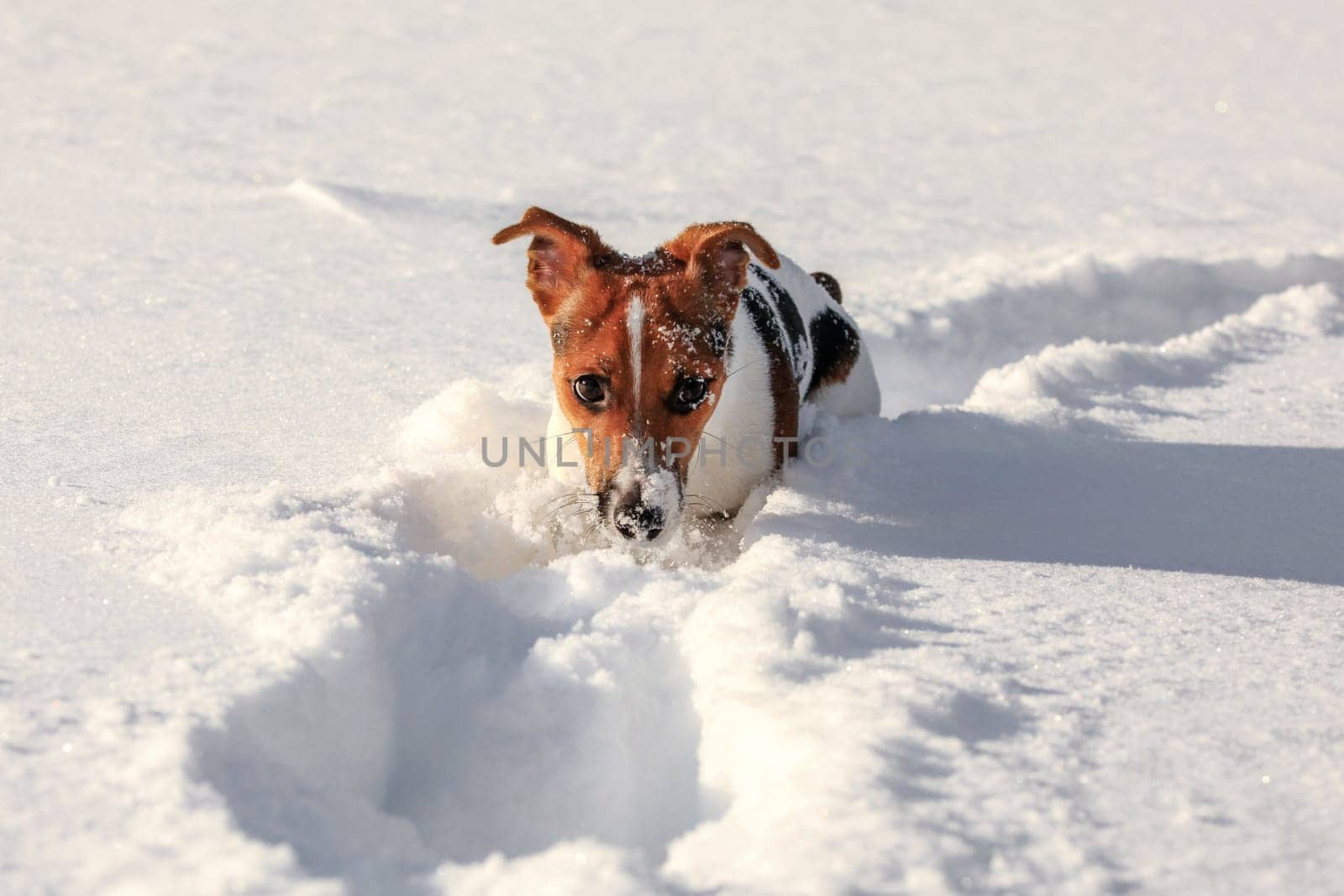 Small Jack Russell terrier wading through deep snow, only her head visible with ice crystals on nose by Ivanko