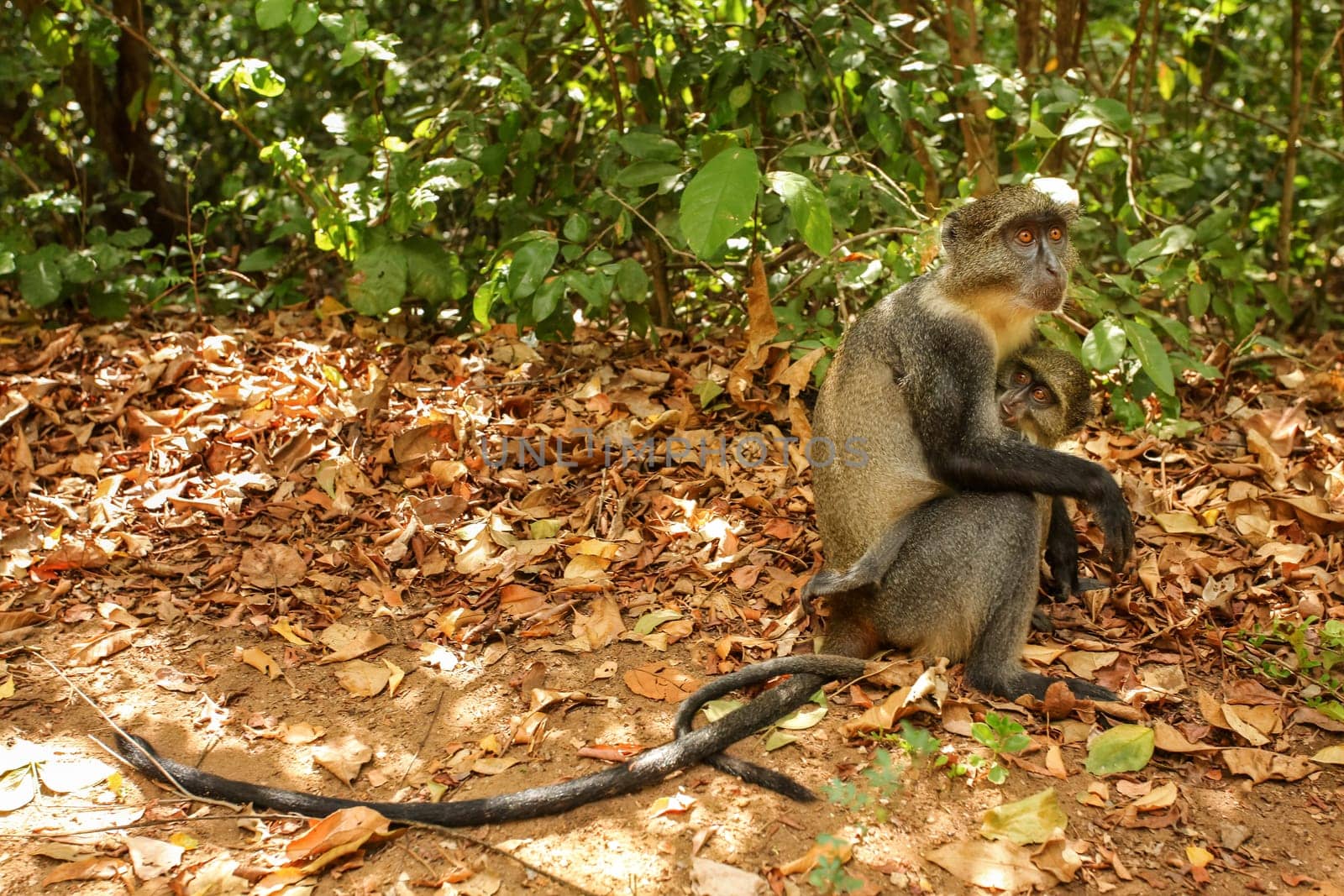 Sykes' monkey ( Cercopithecus albogularis ) - mother and baby sitting on ground, green bushes in background, Gede, Kenya by Ivanko