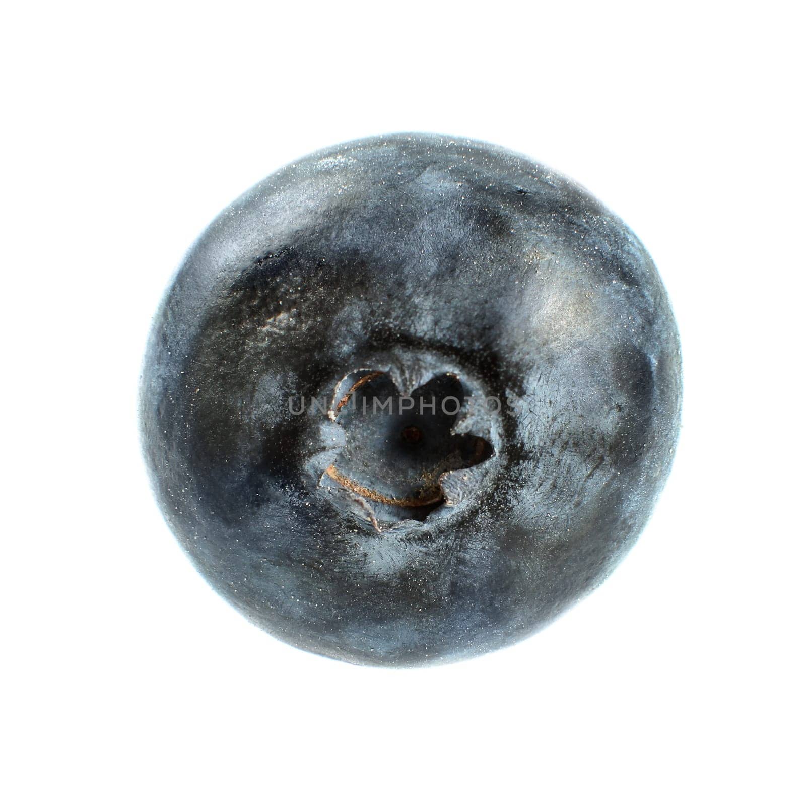 Single blueberry isolated on white background