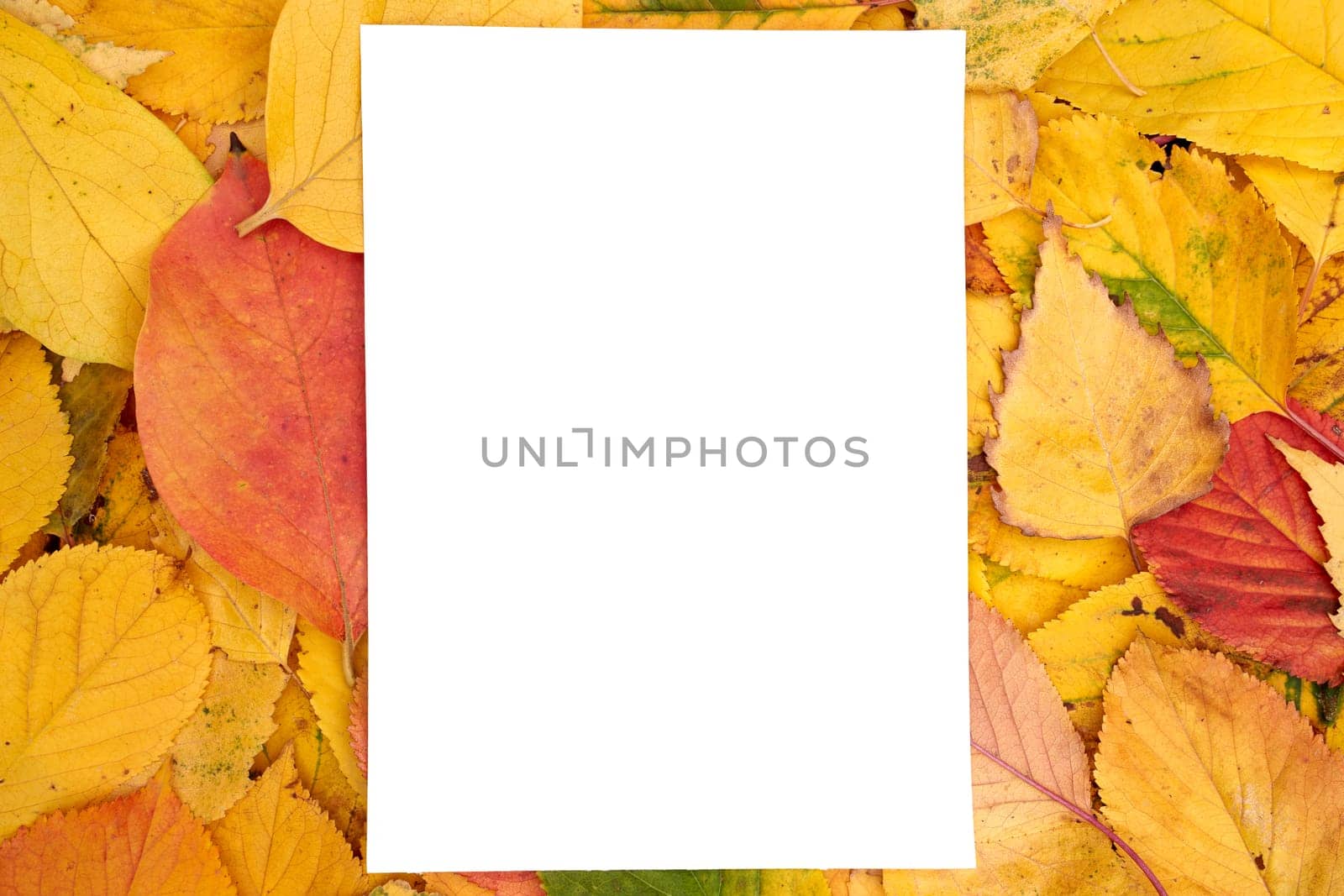 Vertical white sheet lies on the background of yellow leaves. High quality photo
