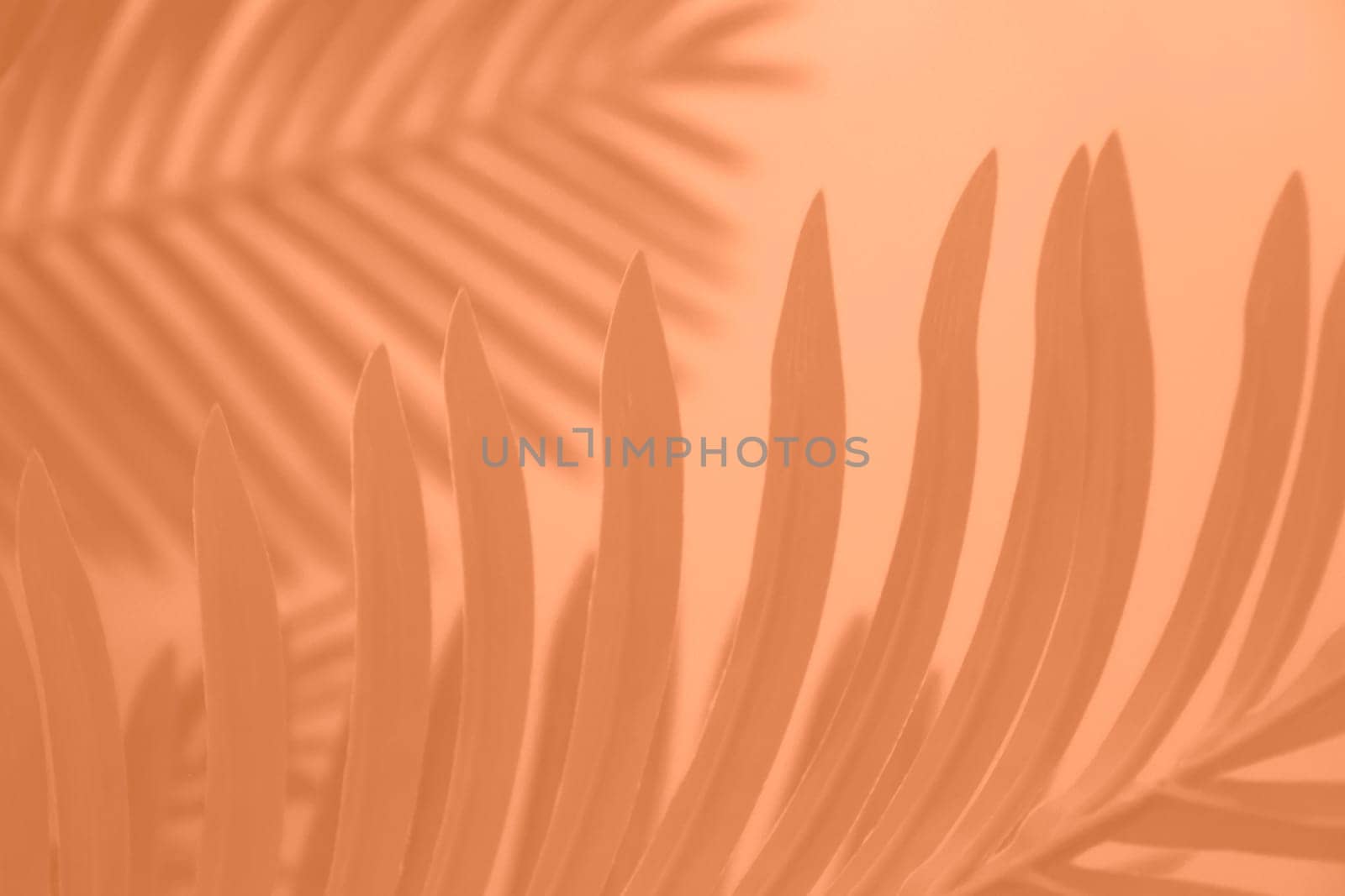 Shadow leaf dypsis on Peach Fuzz color wall. Peach Fuzz Pantone color of the year 2024. Monochrome background. High quality photo