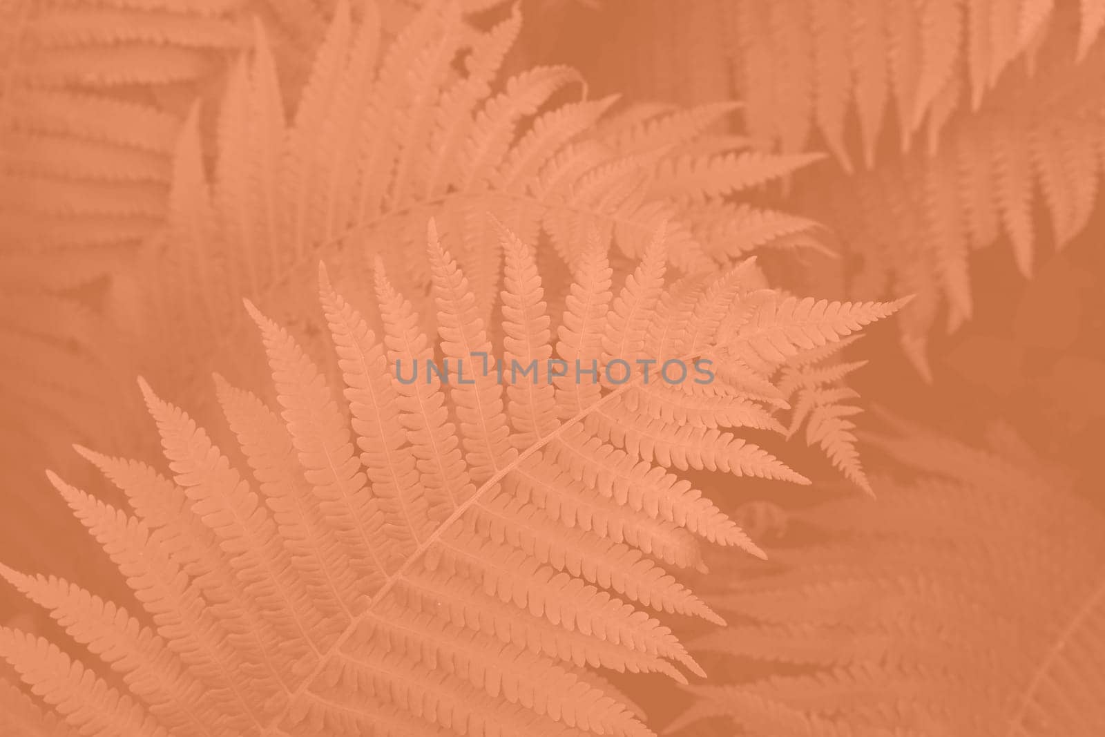 Peach Fuzz beautiful view of fern plant in monochrome color. Forest Peach Fuzz colored fern plants. Trendy color 2024. High quality photo