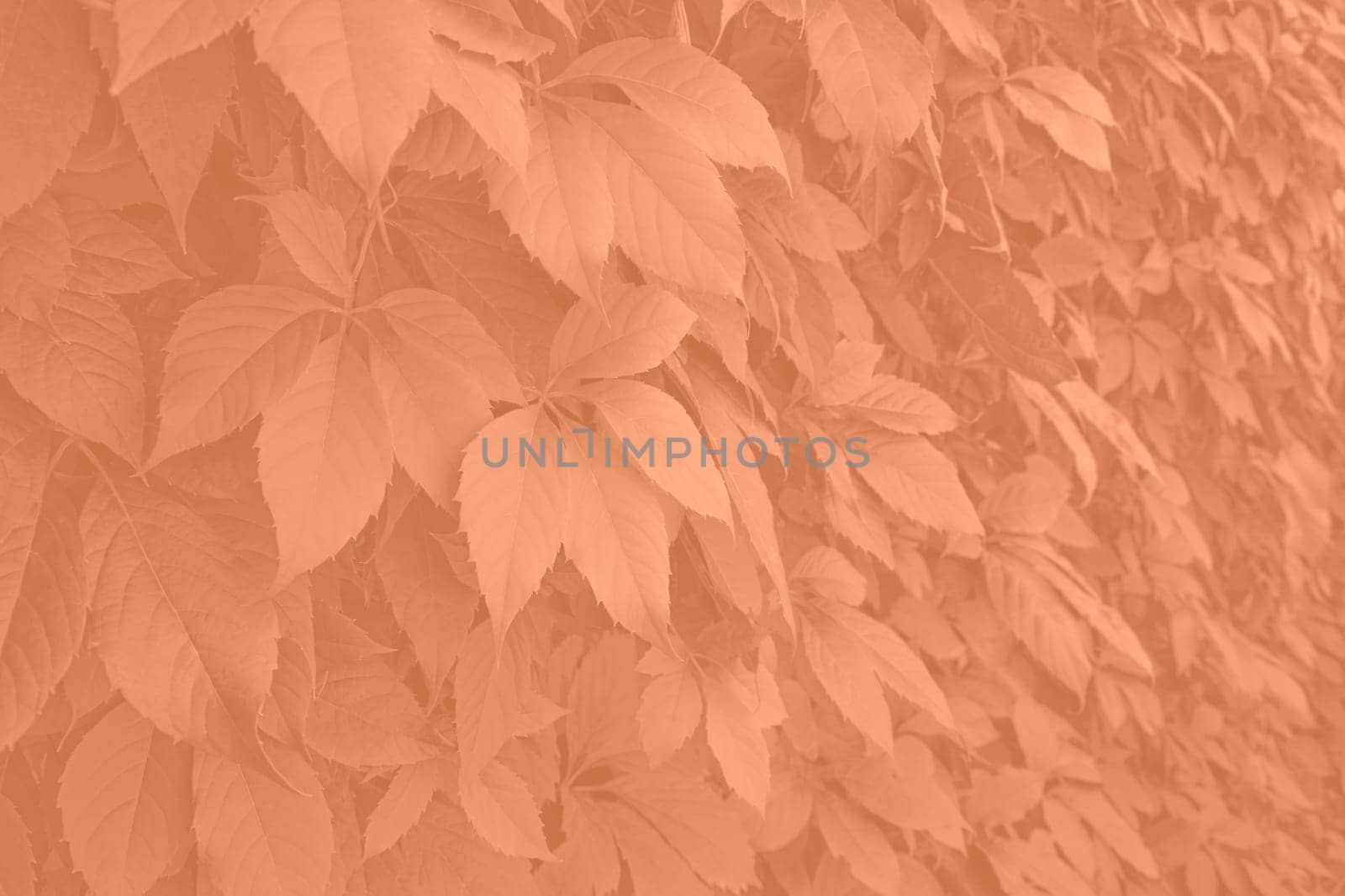 Peach fuzz grape leaves on the wall close-up. Wild grapes monochrome background. Color of the year 2024. High quality photo