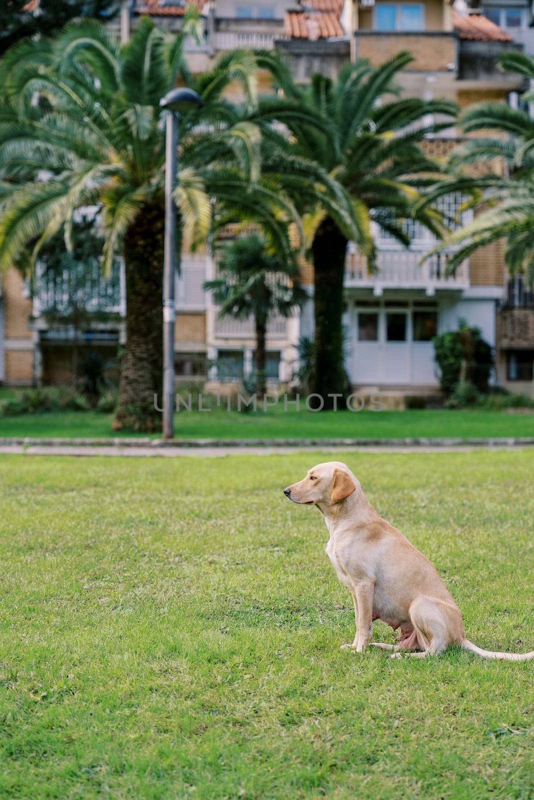 Large dog sits on a green lawn in the courtyard of the house. Side view. High quality photo