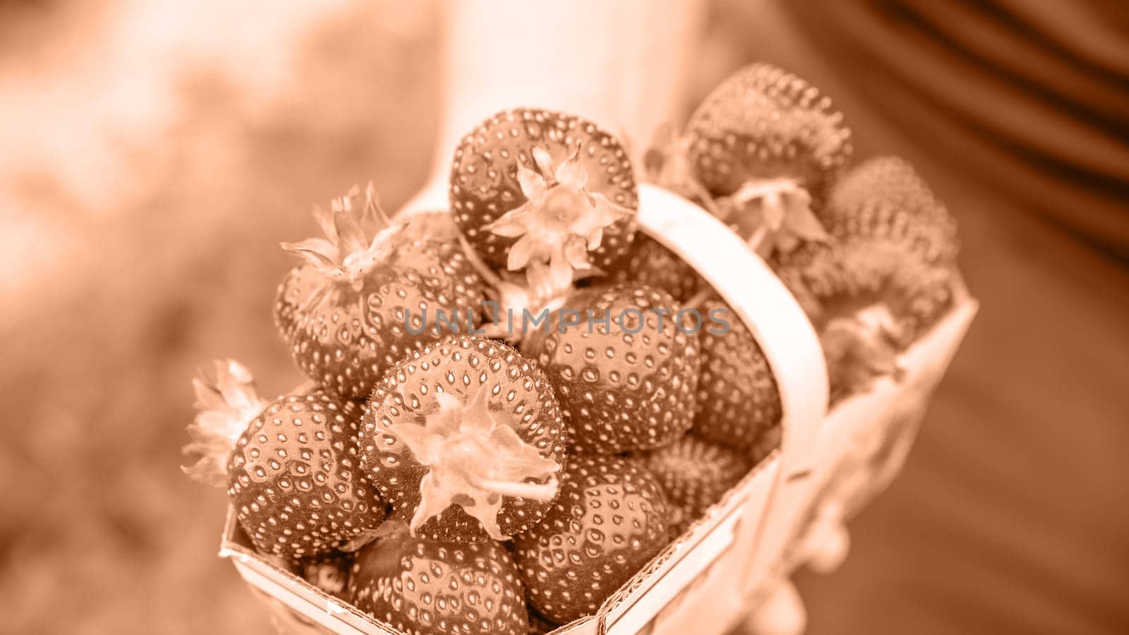Hand holding basket with pile of fresh strawberries after harvest on organic strawberry farm. Image toned in Peach Fuzz color of the year 2024. Strawberries ready for export