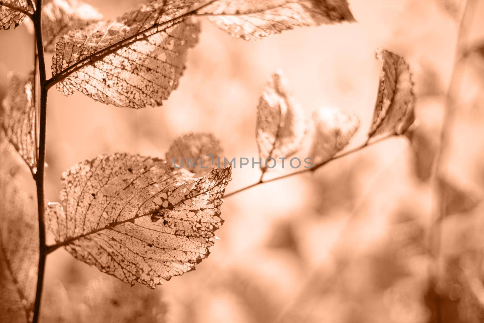 Transparent leaves, dry skeleton leaf background. Peach fuzz, color of the year 2024