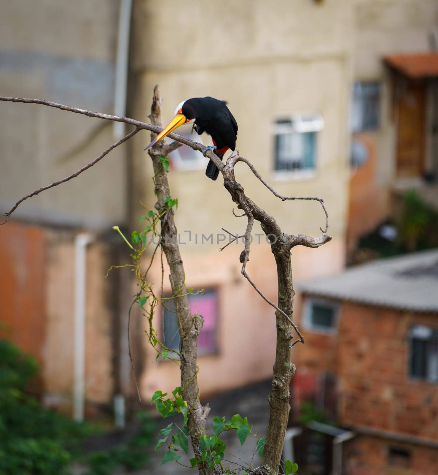 Toco Toucan perched with urban backdrop.