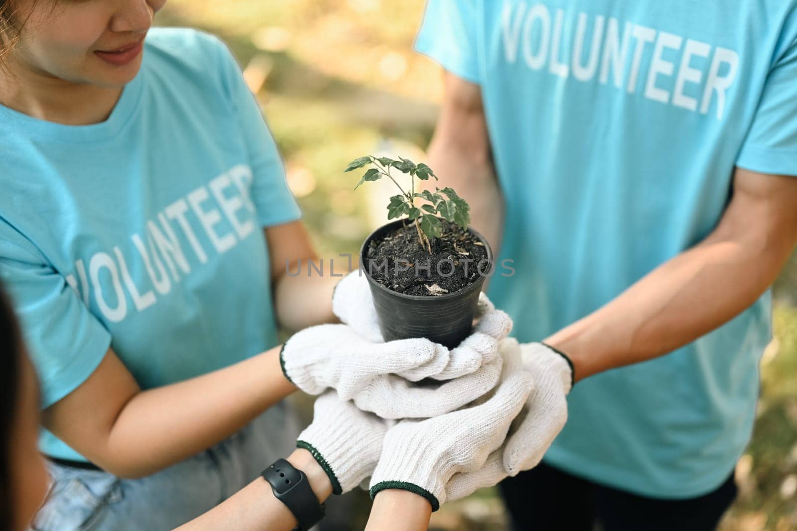 Group of young volunteers seedlings to plant. World environment day concept.