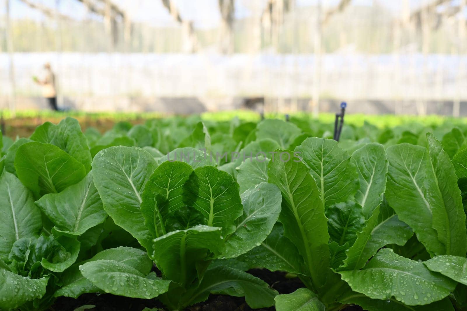 Fresh green lettuce growing in organic greenhouse. Sustainable agriculture and Healthy food concept.