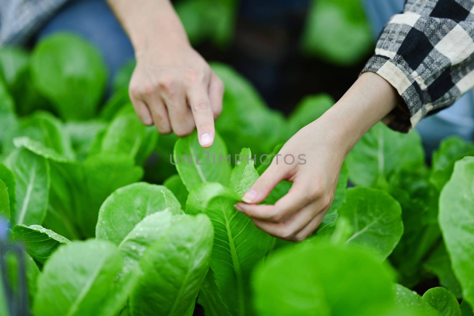 Young smart young farmers examining plant insects in greenhouse. Eco farming, gardening and agribusiness concept by prathanchorruangsak