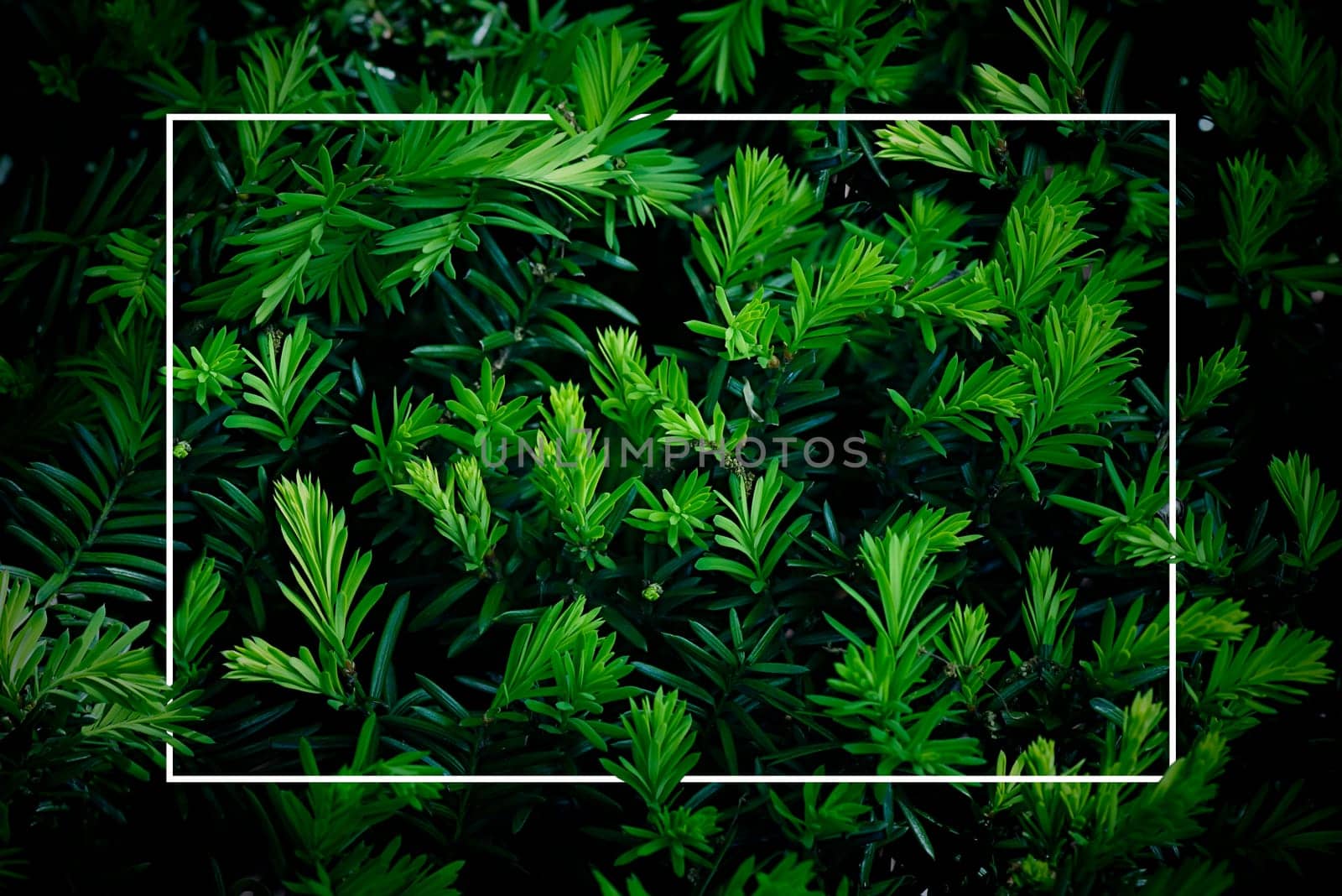 Greenery in the park, background with leaves. Composition with white frame, copy space