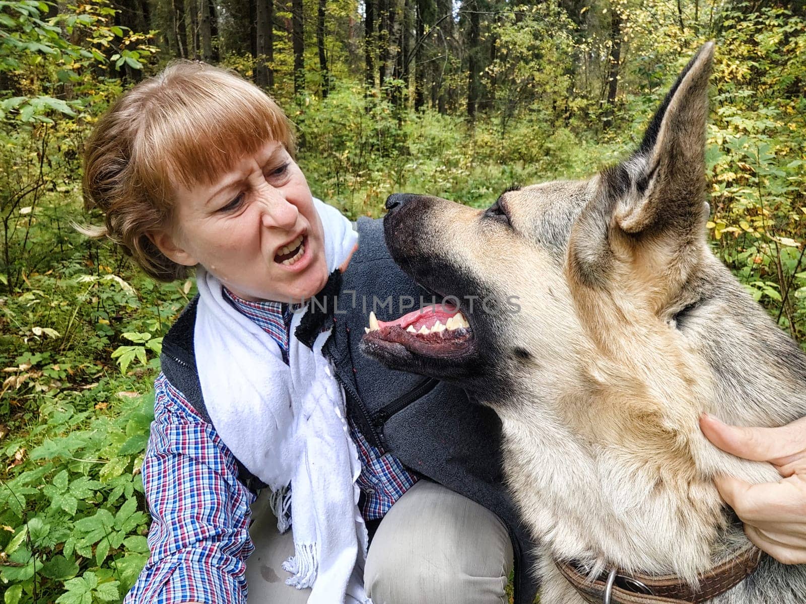 Adult girl with shepherd dog taking selfies in a forest. Middle aged woman and big shepherd dog on nature. Friendship, love, communication, fun, hugs by keleny