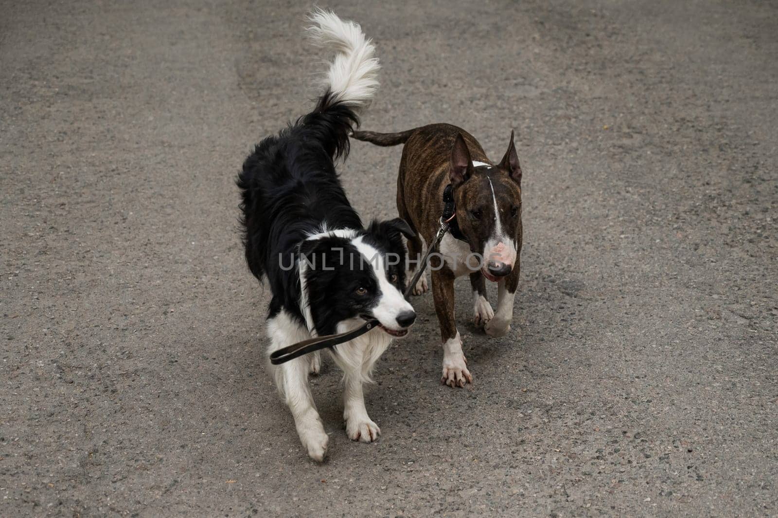 A border collie leads a bull terrier by the leash. One dog walking another. by mrwed54