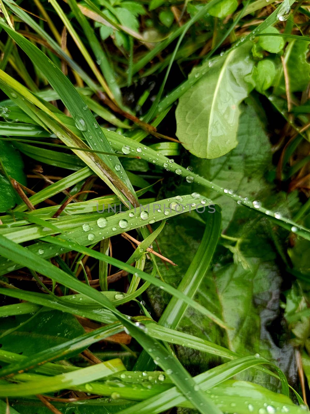 Drops after rain. Dew on the grass. High quality photo