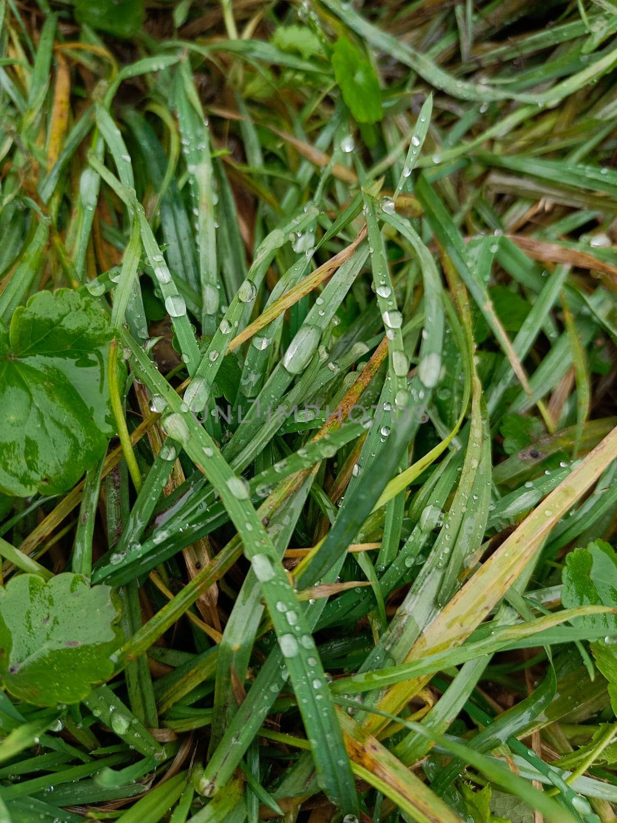 Drops after rain. Dew on the grass. High quality photo