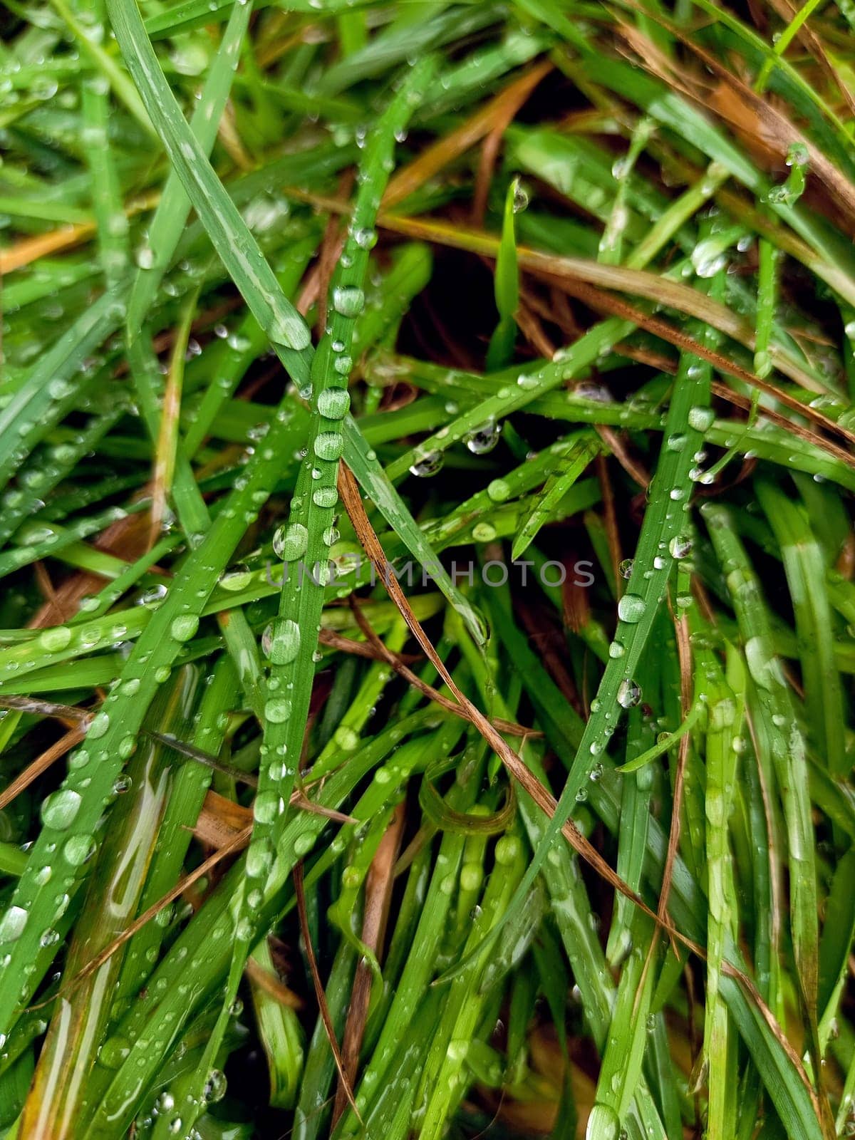 Drops after rain. Dew on the grass. by AleksBay