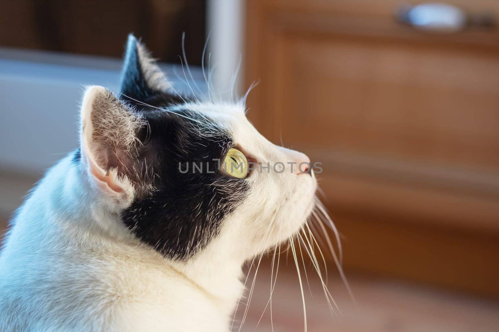 Black and white cat at home close up portrait