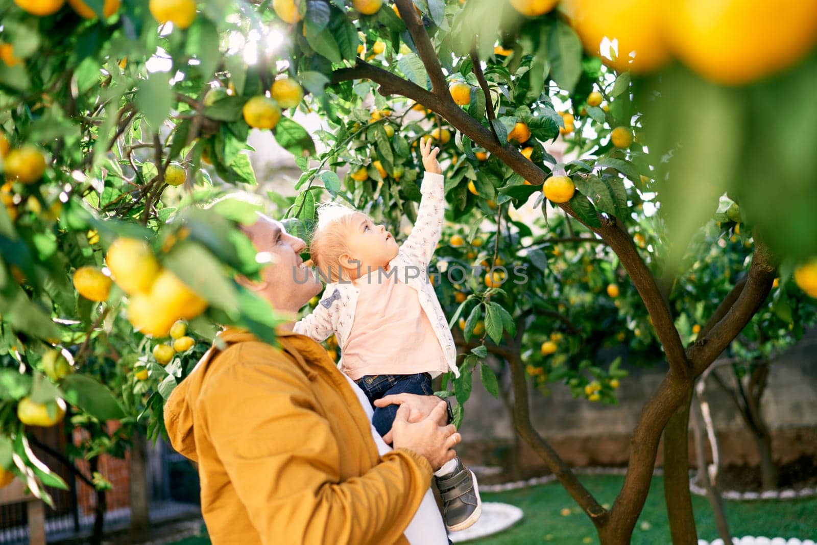 Little girl reaches for a tangerine on a branch while sitting in her dad arms by Nadtochiy