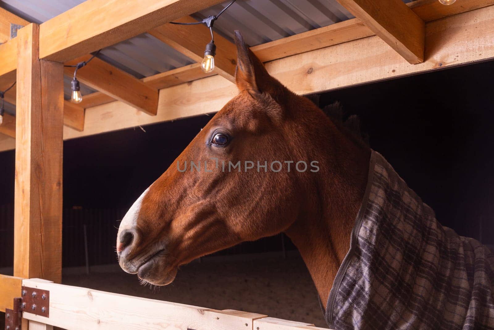 Portrait close up of a purebred saddle horse wearing checkered blanket against cold weather standing in shelter in paddock