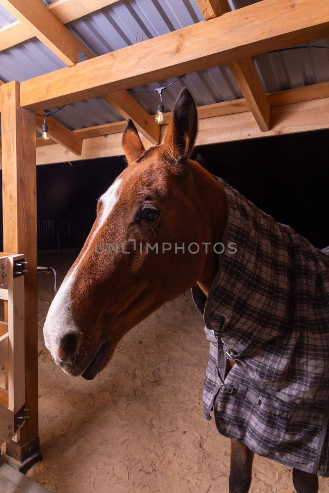 Portrait close up of a purebred saddle horse wearing checkered blanket by BY-_-BY