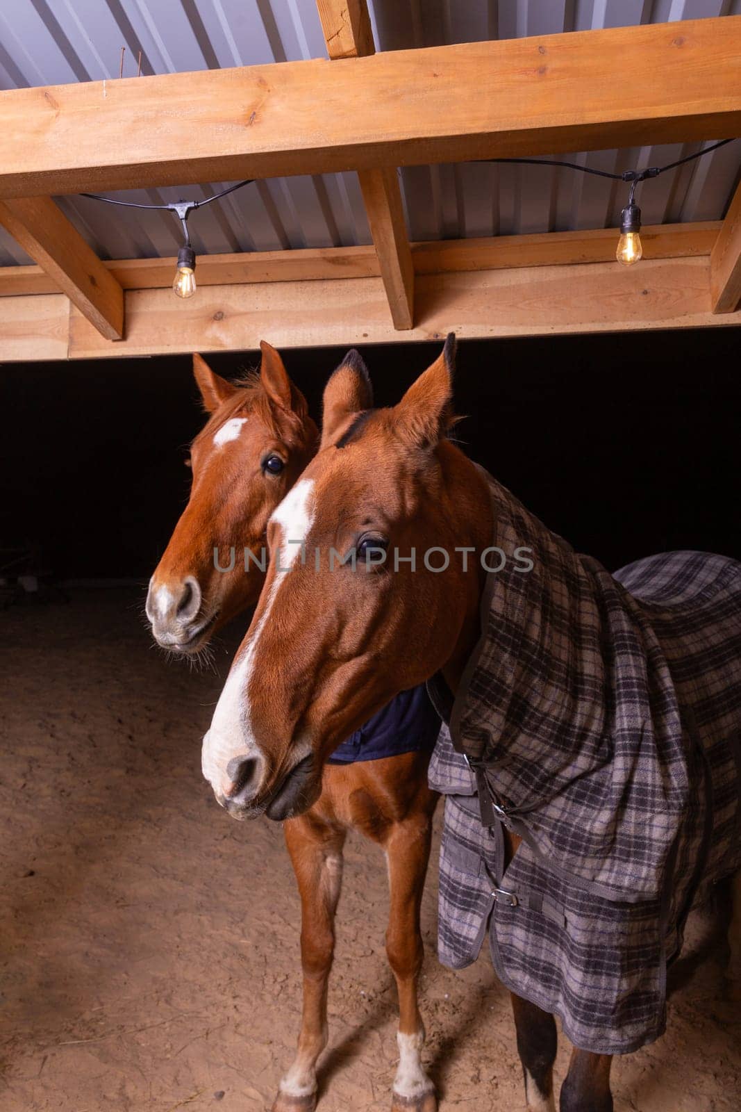 Portrait close up of two purebred saddle horses wearing checkered blanket against cold weather standing in shelter in paddock