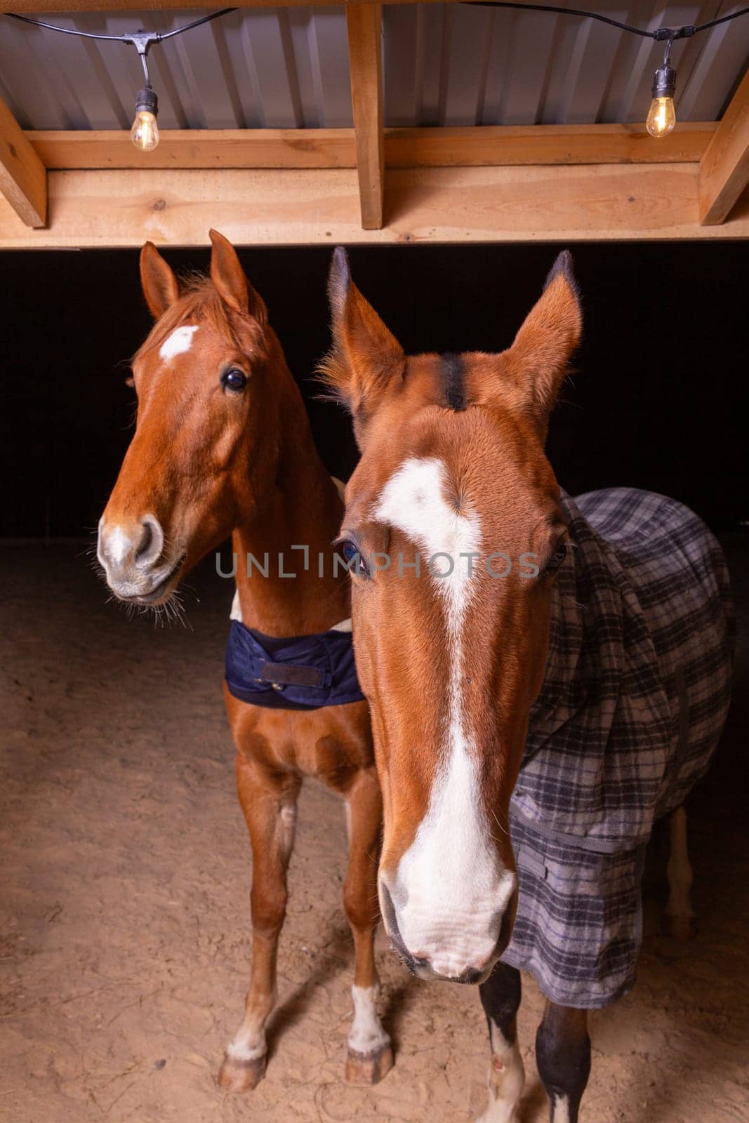 Portrait close up of two purebred saddle horses wearing checkered blanket by BY-_-BY