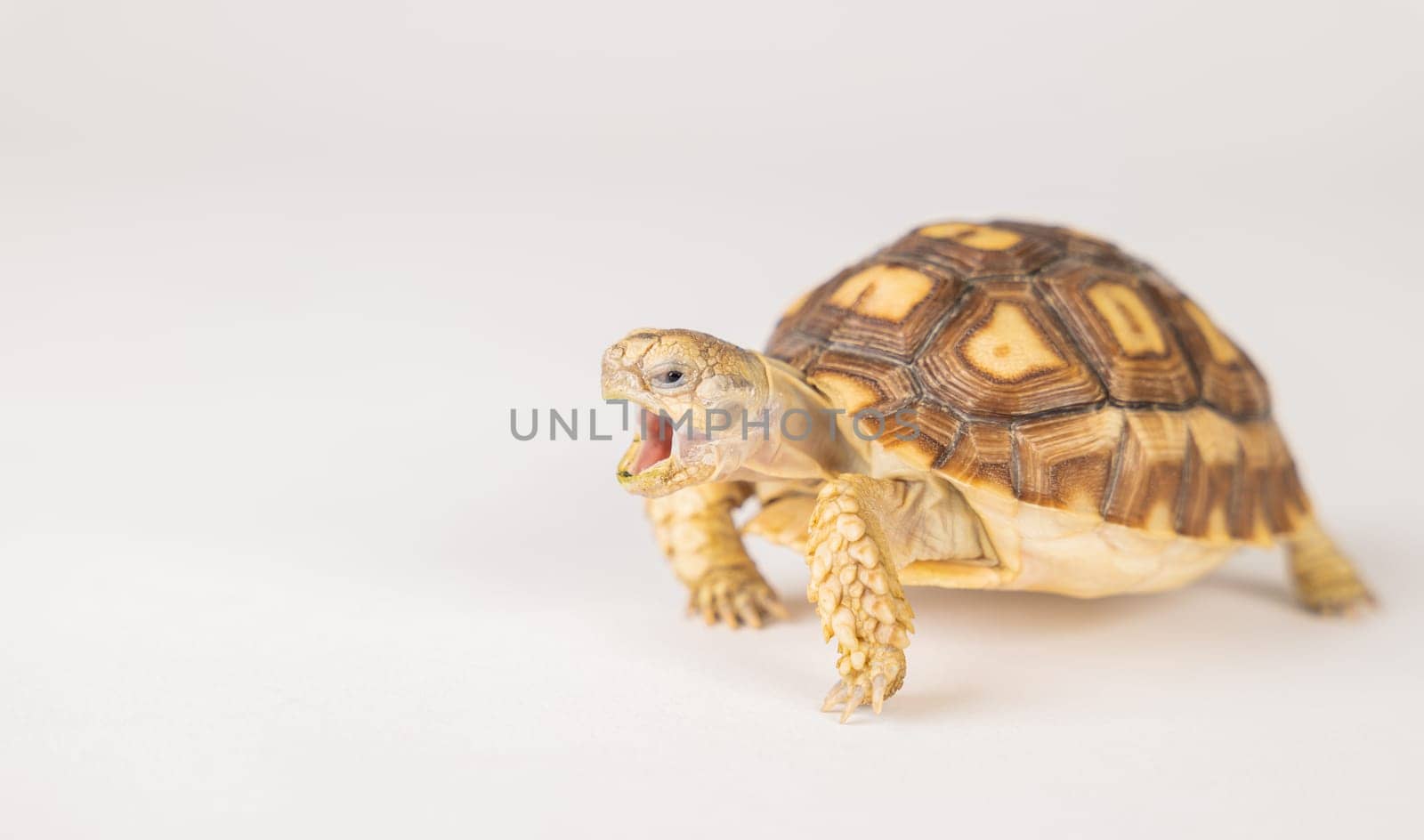 An African spurred tortoise, also known as the sulcata tortoise, is featured in this isolated portrait, showcasing its unique design and cute appearance against a white background by Sorapop