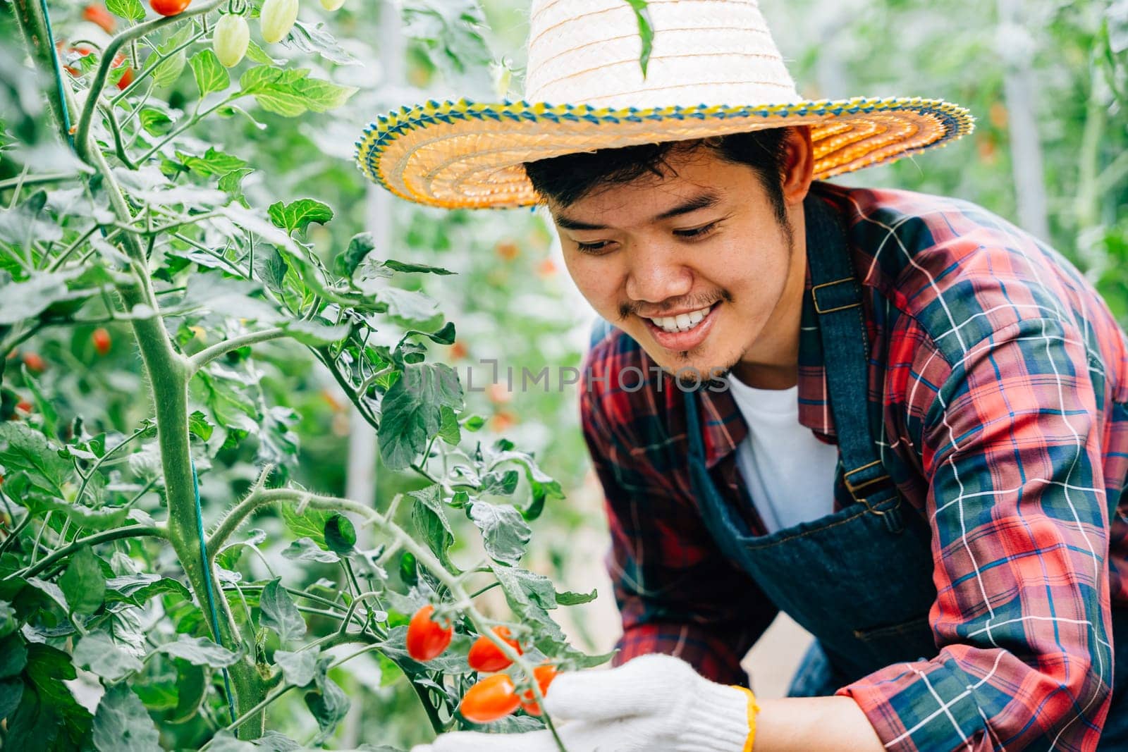 In the greenhouse a smiling farmer checks his ripe red tomatoes. Portrait of a man ensuring success in horticulture caring for nature's growth and freshness.