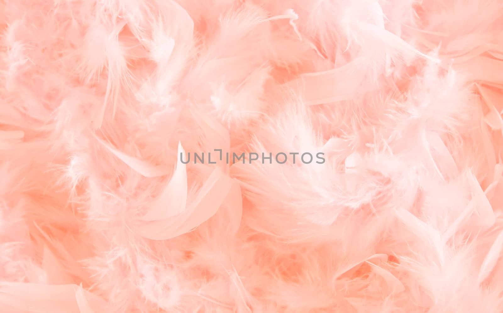 fluffy and soft pastel peach feathers in abstract composition, peach color, 2024 banner mockup with space for text by KaterinaDalemans